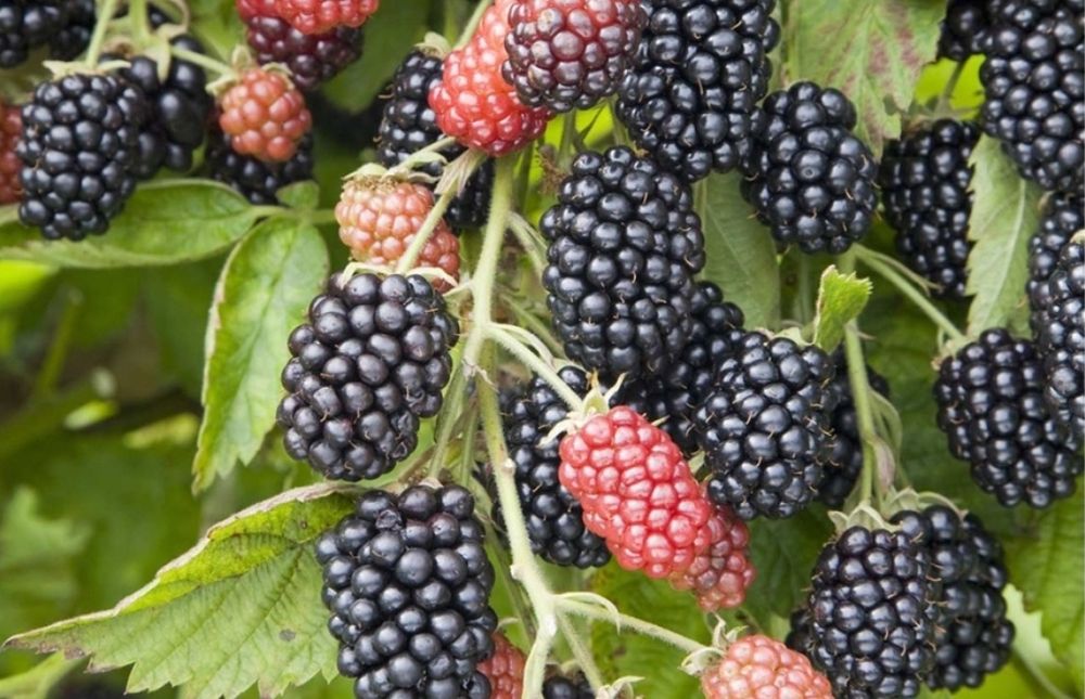 Ежевика  разных сортов