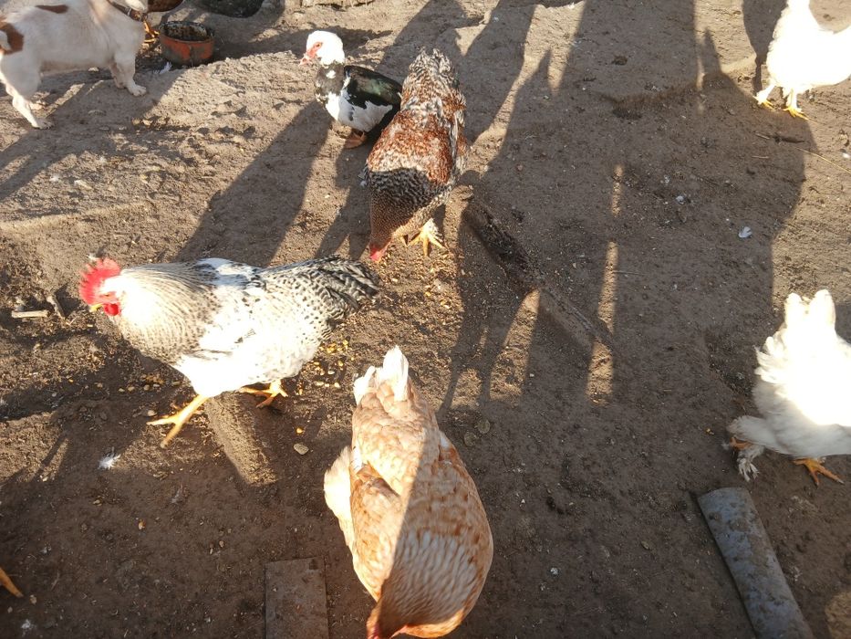 Vând păsări crescute bio  hranite cu cereale si iarba cocoși si rățoi