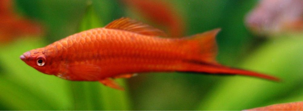 Продам меченосец самцы 5-7 см. Есть 4 шт