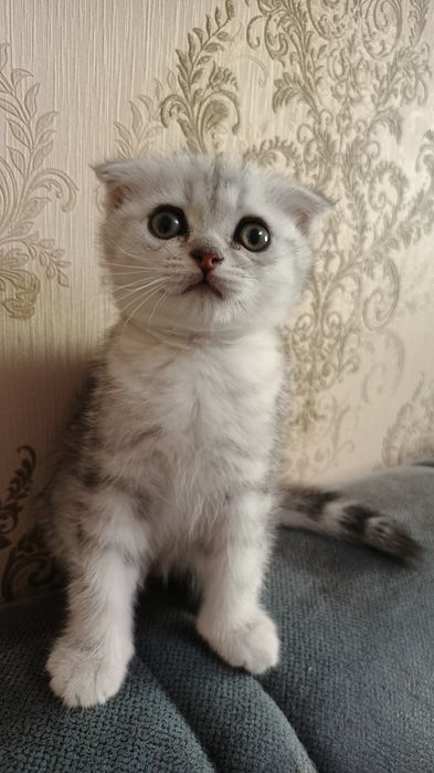 Продаются котята.