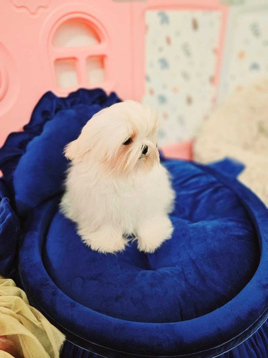 Bichon Maltez, Bichon Maltez cu Pedigree, Maltez mini , Korean maltez