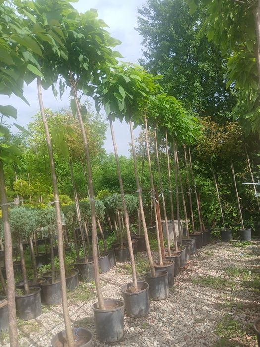 Catalpa 2m50 250 ron 3m 300