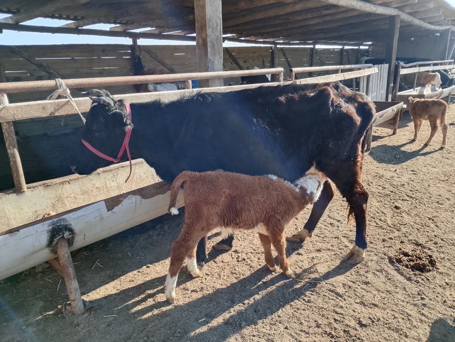 Бузаулы кашар сатылады