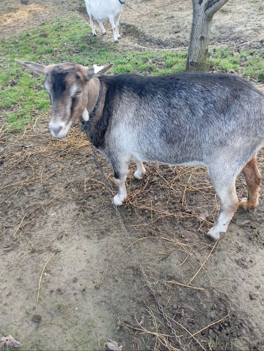 Vând trei capre și un țap!