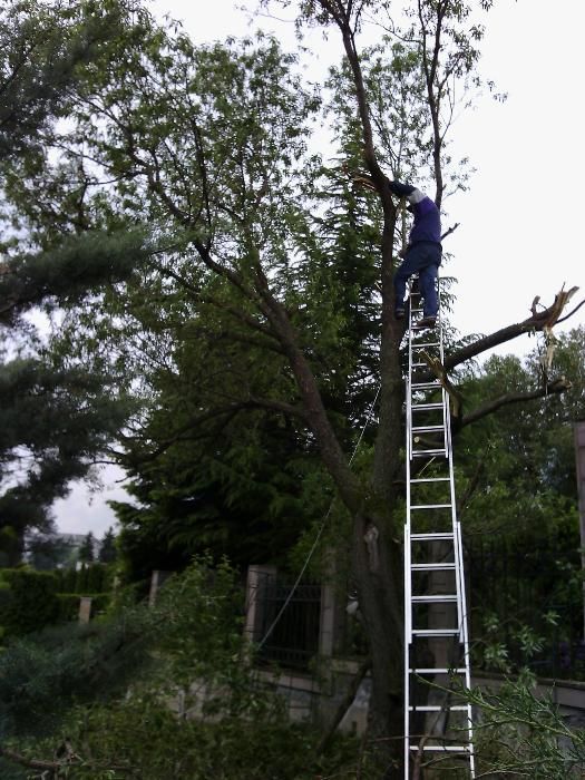 Резитба на големи дървета