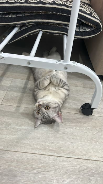 отдам кошку отдам