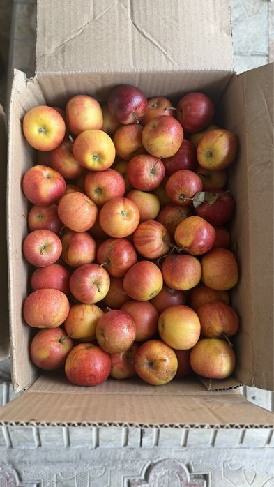 Оптом местные сочные яблоки