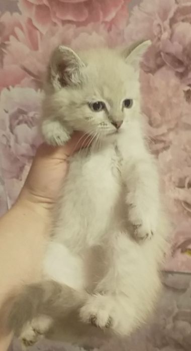 Британский котенок мальчик