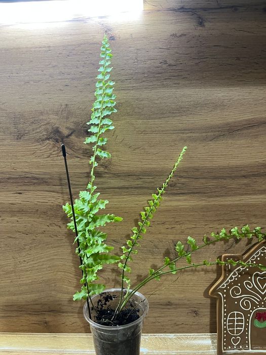 Папоротник кудрявый