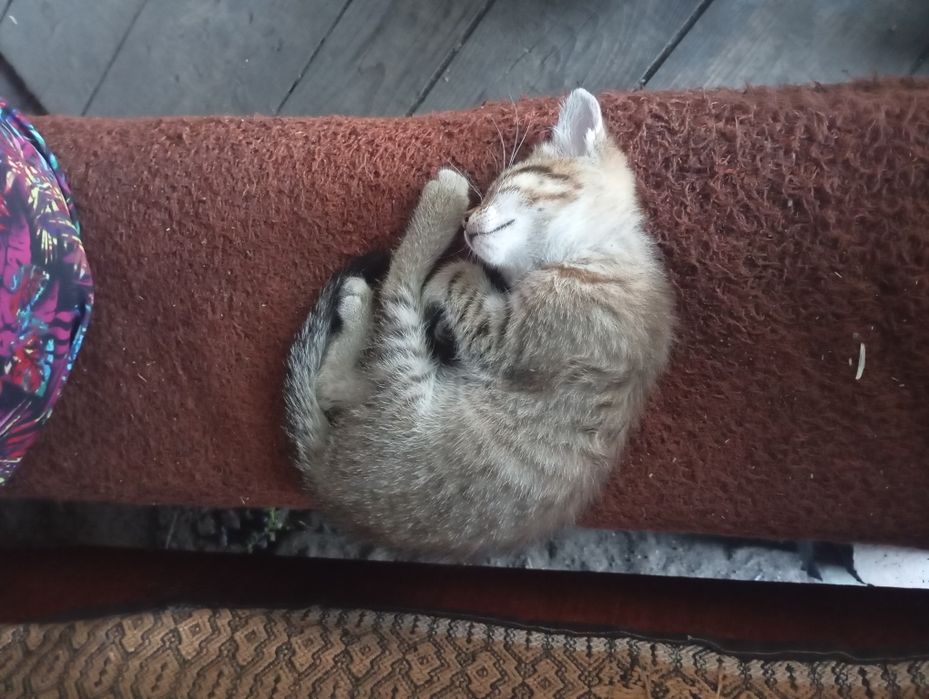 Отдам котят в хорошие руки,