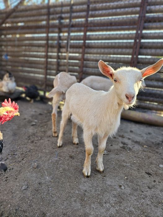 Vand iezi Zane cu Alpin