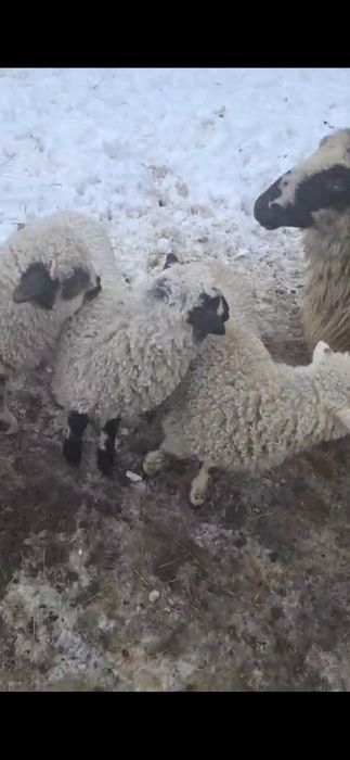 4 oi si 4 mieluțe  la prima fătare  11 milioane bucata bani  vechi