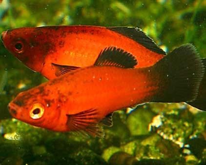 Молонезии и меченосцы