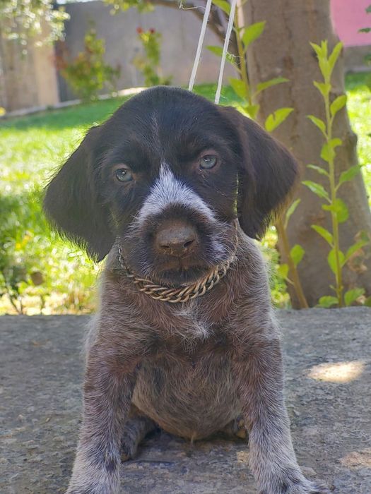 Дратхар күшік сатылад