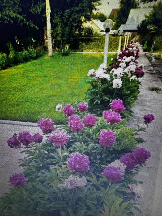 Продам пионы на срез
