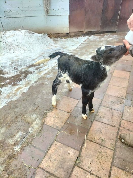 Продам телёнка бычка