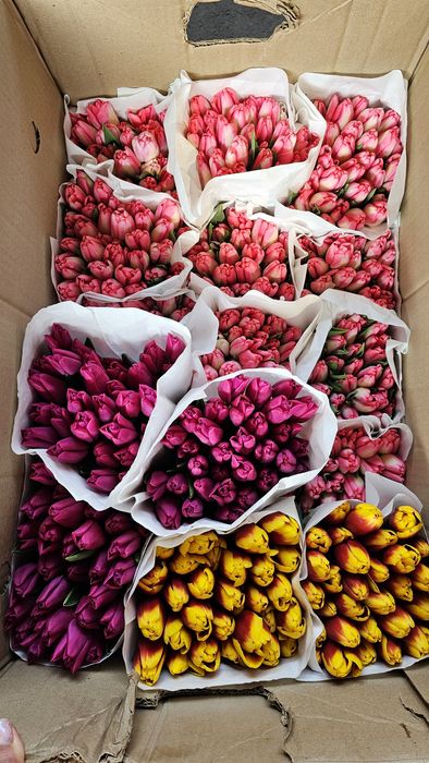 Голландские Тюльпаны к Наурызу!