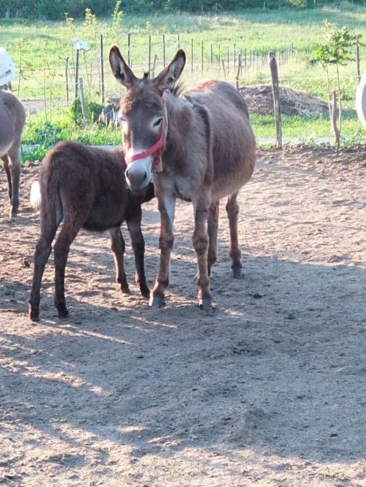 Lapte de măgăriță