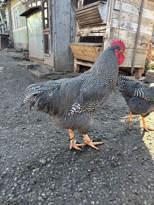 Cocos plymouth de vanzare