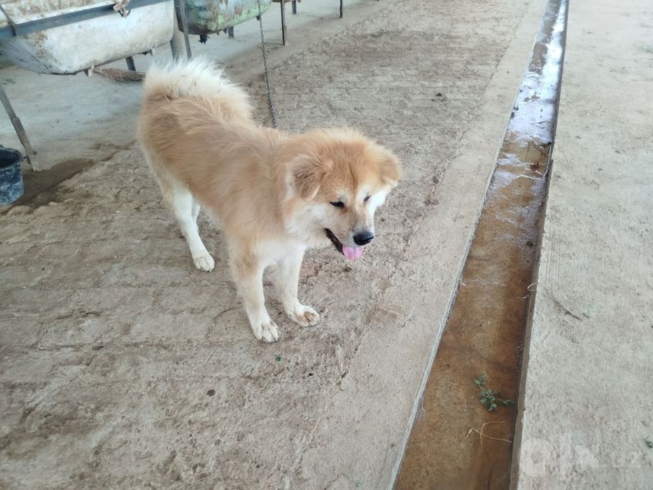 Собака кучук dog