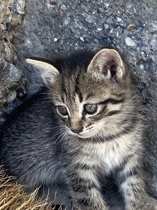 2 котик шымкентт!