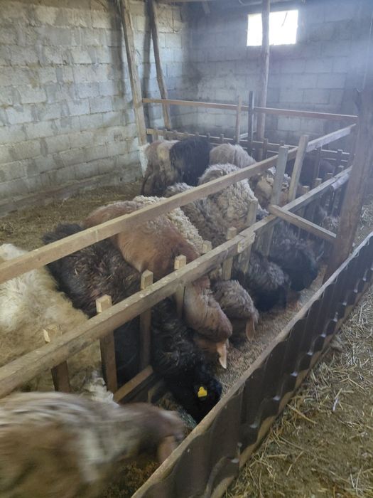 Козылы кой,буаз кой