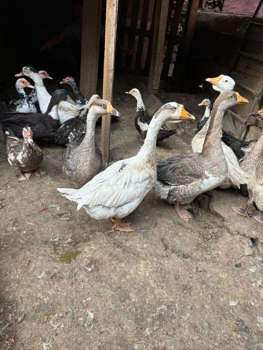 Гуси и индоутки жирные