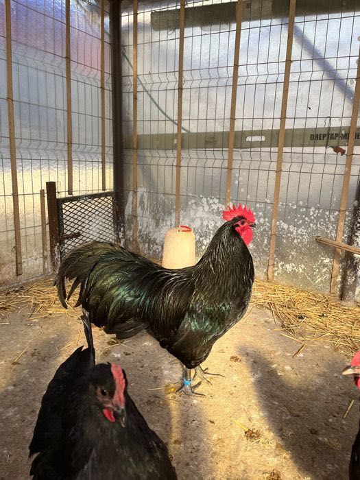 Ouă incubat australorp negru