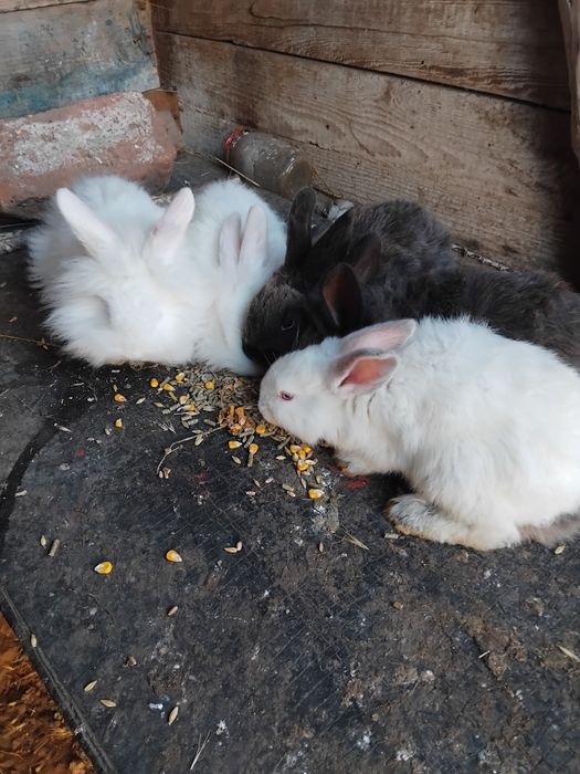 Iepurasi disponibili