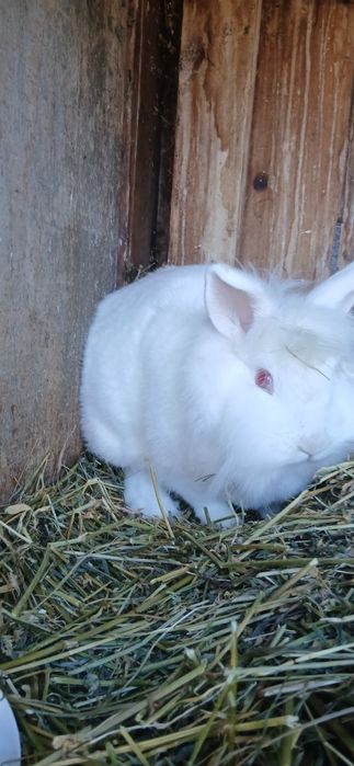 Iepuri cap de leu pitic!