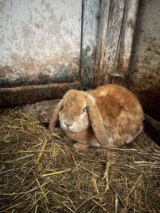 Iepuri berbec german