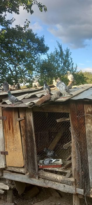 Porumbeii voiajori de calitate! Buni pentru concurs și reproducere!