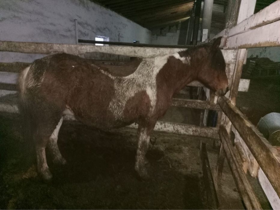 Продам кобылу,10 лет