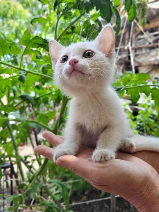 Отдам котят в добрые руки