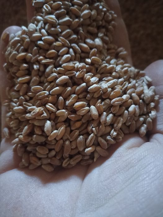 Grau pentru panificatie 2024