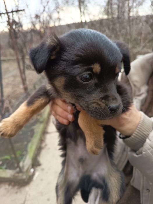 Câței gratis 3 luni