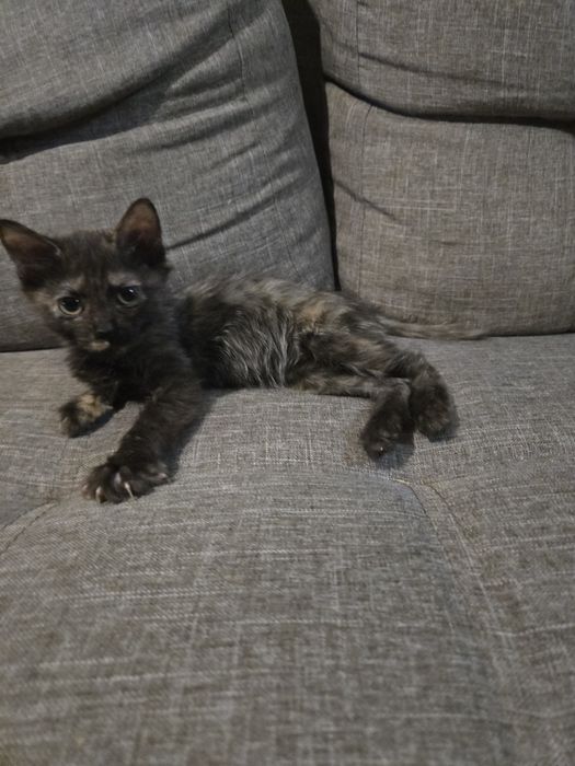 Котята от домашней кошки в добрые руки