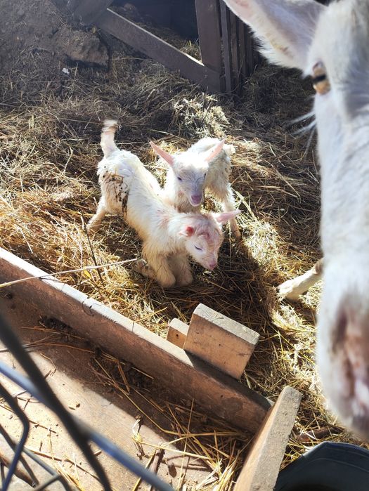 Козлята зааненской породы