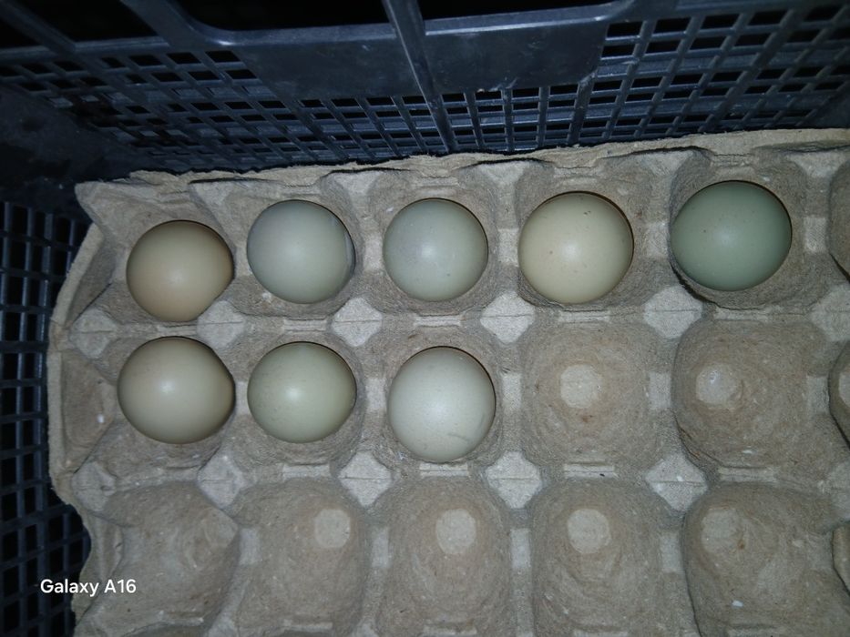 Fazan tuxumlari  zakaz olamiz