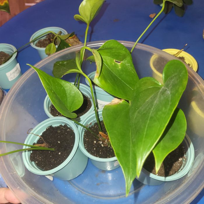 Отростки комнатных растений