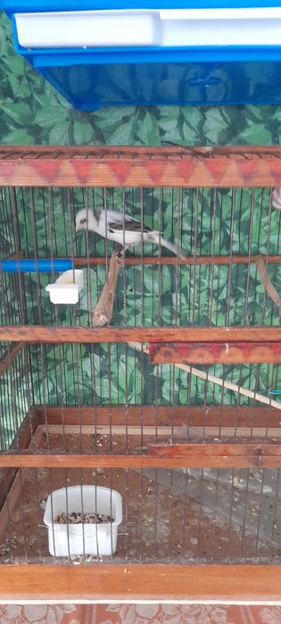 Продам Канарейку к самка и самес  гатовийий гатовий