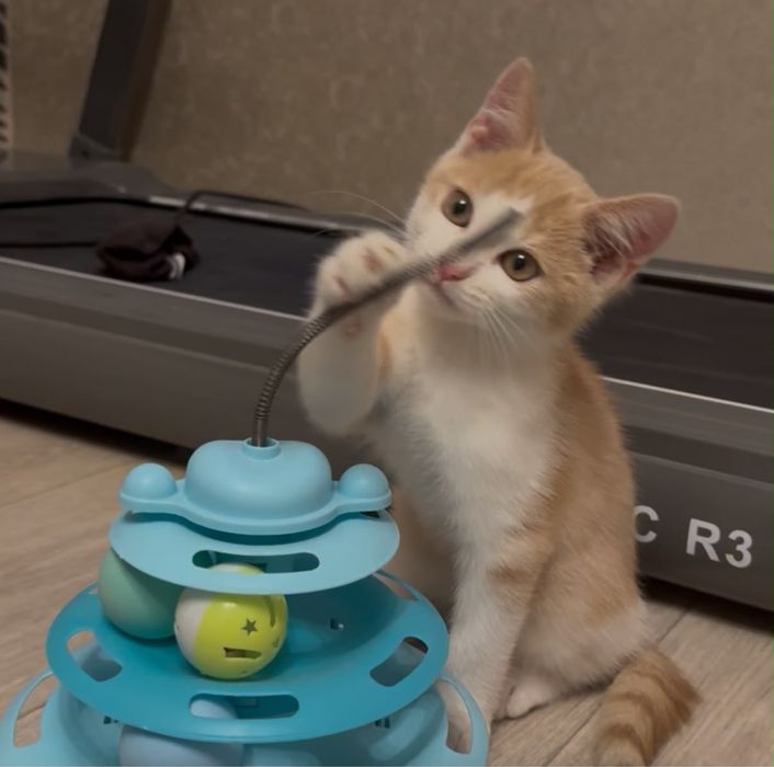 Отдам котенка мальчик в добрые руки