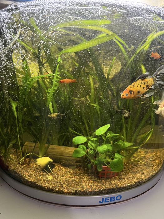 Продам аквариумы квадратный , овальный