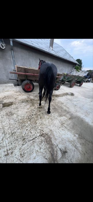 Vand cal castrat de 8 ani
