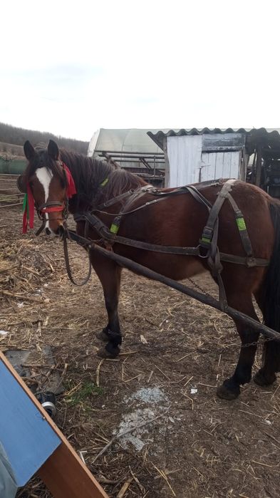 Vand iapa de 10 ani ,cumnate merge la toate probele