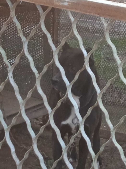 Urg'ochi pitbull it sotiladi