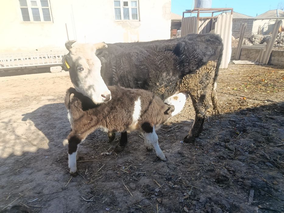 Бұзаулы сиыр(Жуас сиыр)