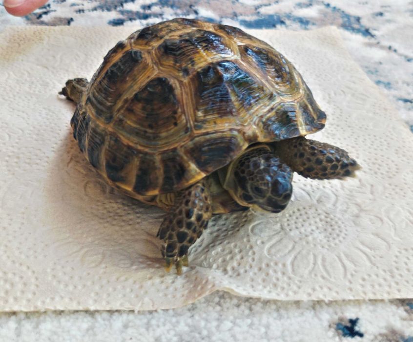 Toshbaqa sotiladi! (Продается Черепаха)