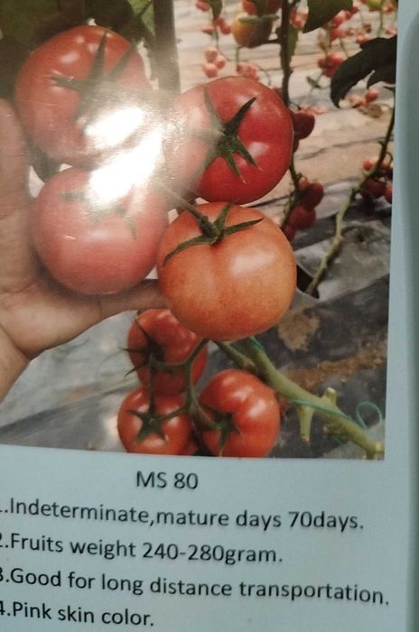 F 1 Семена бахчевых, овощей. Помидоры. Перец. Тыква. Капуста.