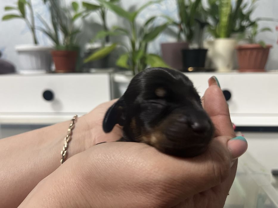 Щенки таксы (бронь)